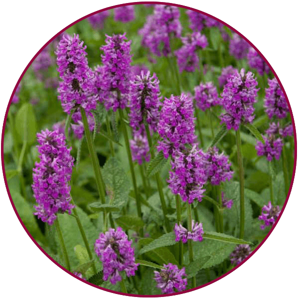 May 17, 18, - Stachys Hummelo Clipart (600x600), Png Download