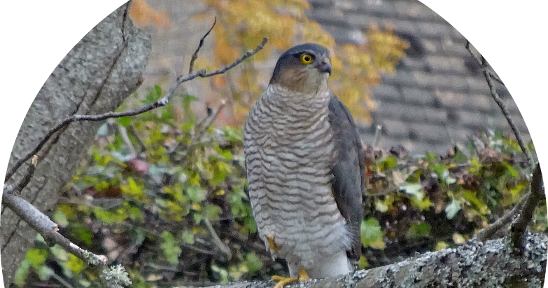 Hawk Clipart (783x411), Png Download