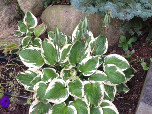 Common Name - Hosta-patriot - Arrowroot Family Clipart (984x470), Png Download