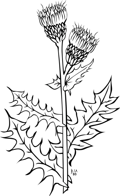 Coloring Book Thistle - Weeds Clipart Black And White - Png Download (459x750), Png Download