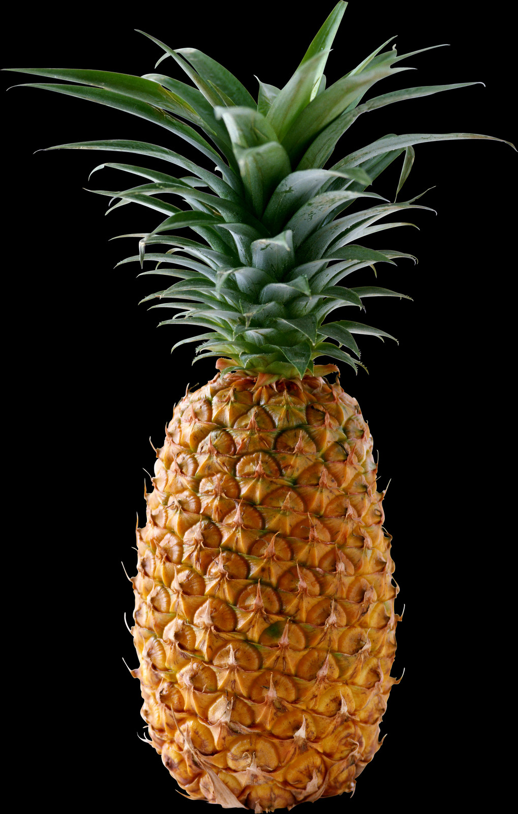 Ananas Png Clipart (1019x1600), Png Download