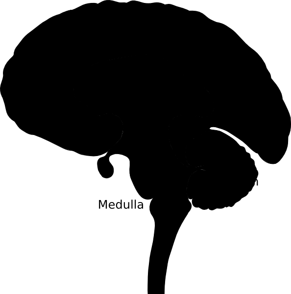 Brain Bulbar Region Clip Art - Silhouette - Png Download (594x601), Png Download