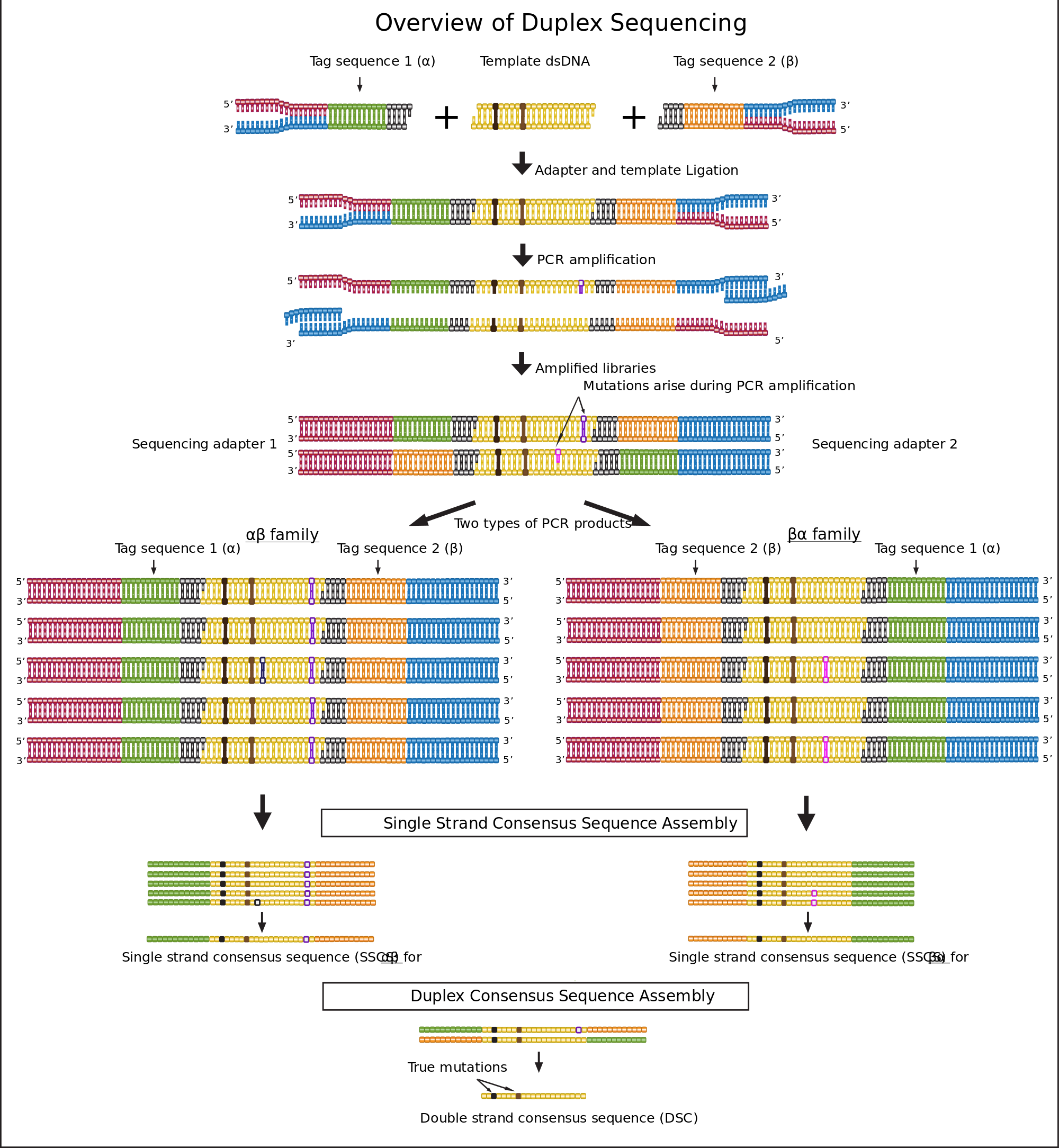 File Duplex Overview Svg Wikimedia Commons Open Illumina Sequencing