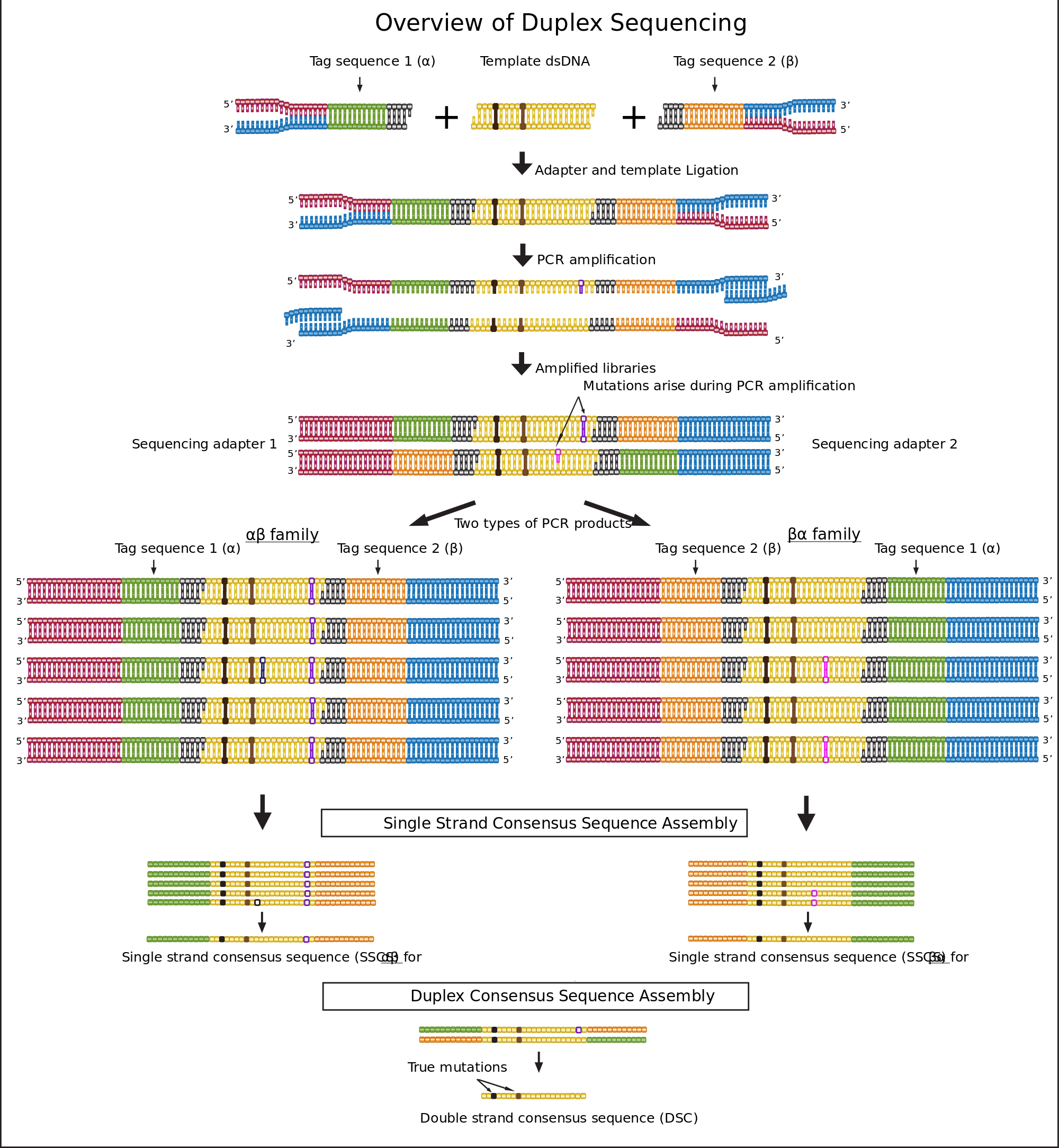 File Duplex Overview Svg Wikimedia Commons Open - Illumina Sequencing Adapter Ligation Clipart (2000x2168), Png Download