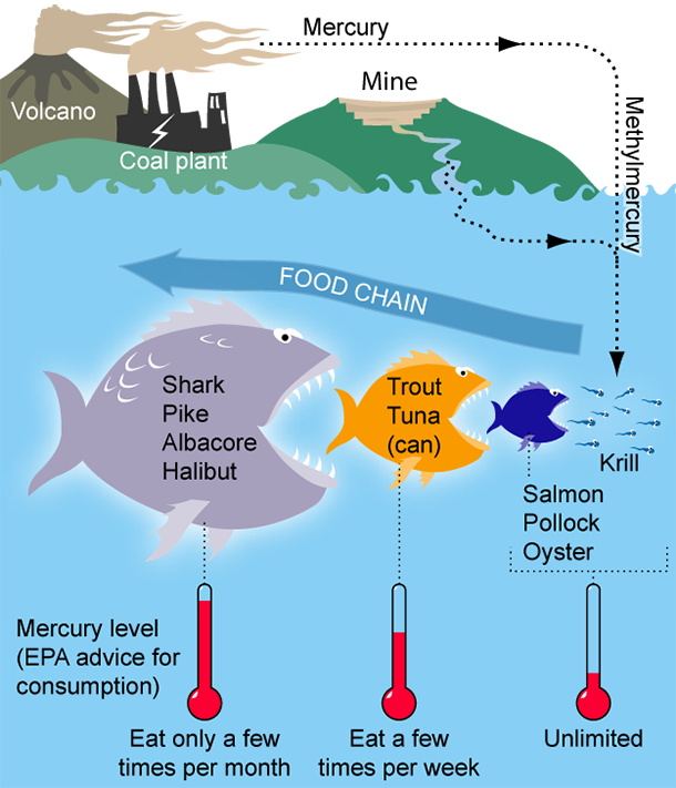 Mercury Is An Element That Bioaccumulates, Or Builds - Mercury Food Web Clipart (610x711), Png Download