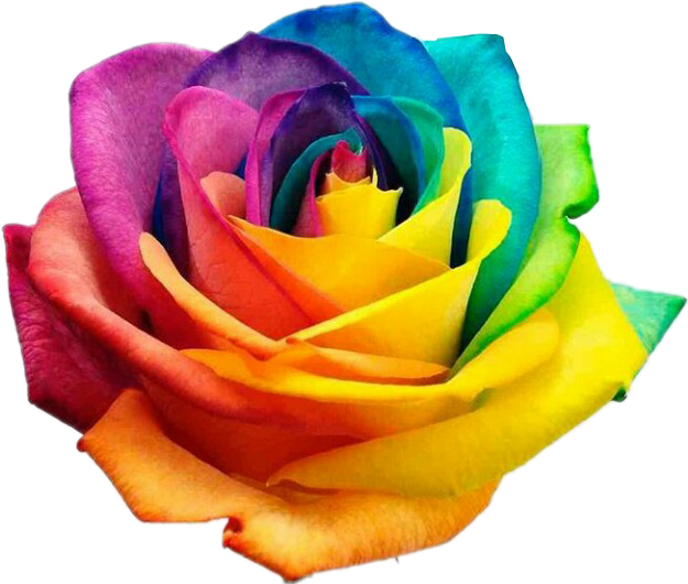 #rose #roses #rainbow #rainbowrose #flower #flowers - International Day Against Homophobia Transphobia Clipart (625x530), Png Download