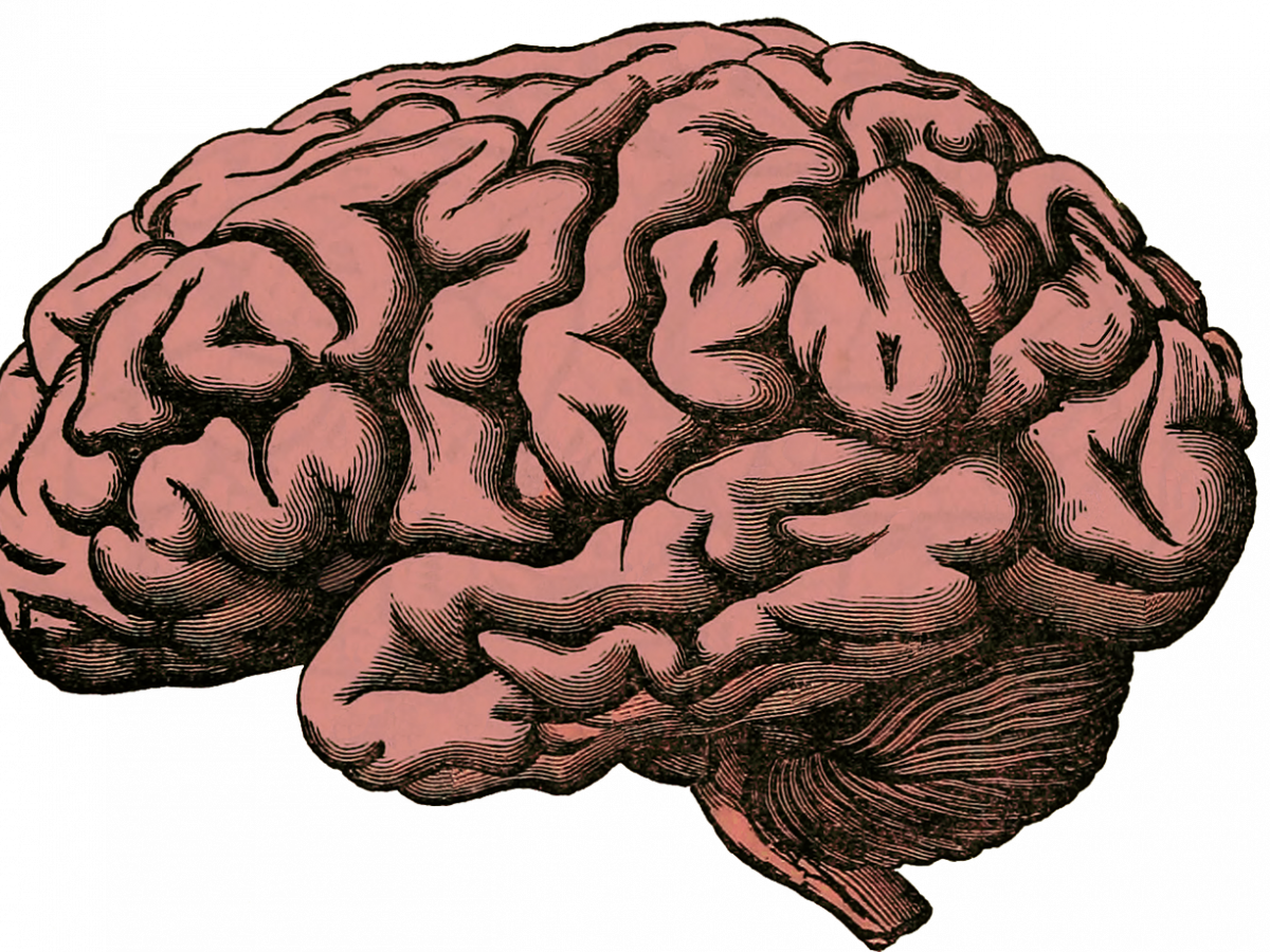 Glioblastoma's Effect On Genes - Human Brain Transparent Clipart (1200x900), Png Download