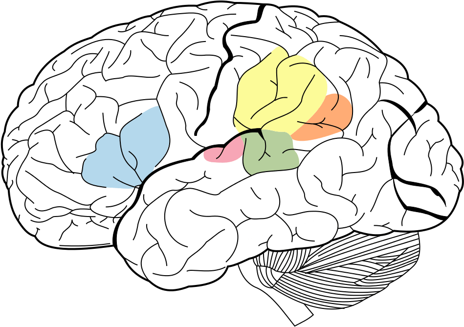 Lobes Of The Brain Clipart (1024x731), Png Download
