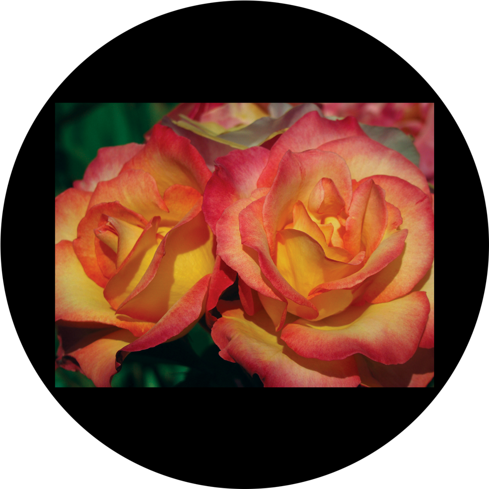 Hybrid Tea Rose Clipart (1200x1200), Png Download