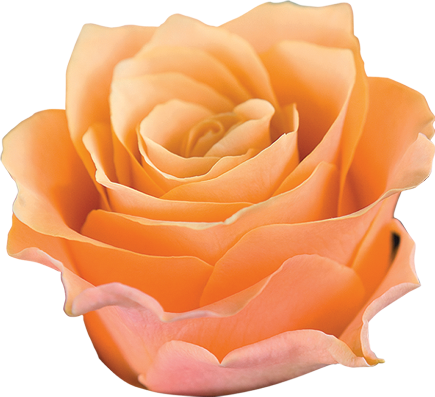 Carpe Diem Roza - Garden Roses Clipart (1000x1000), Png Download