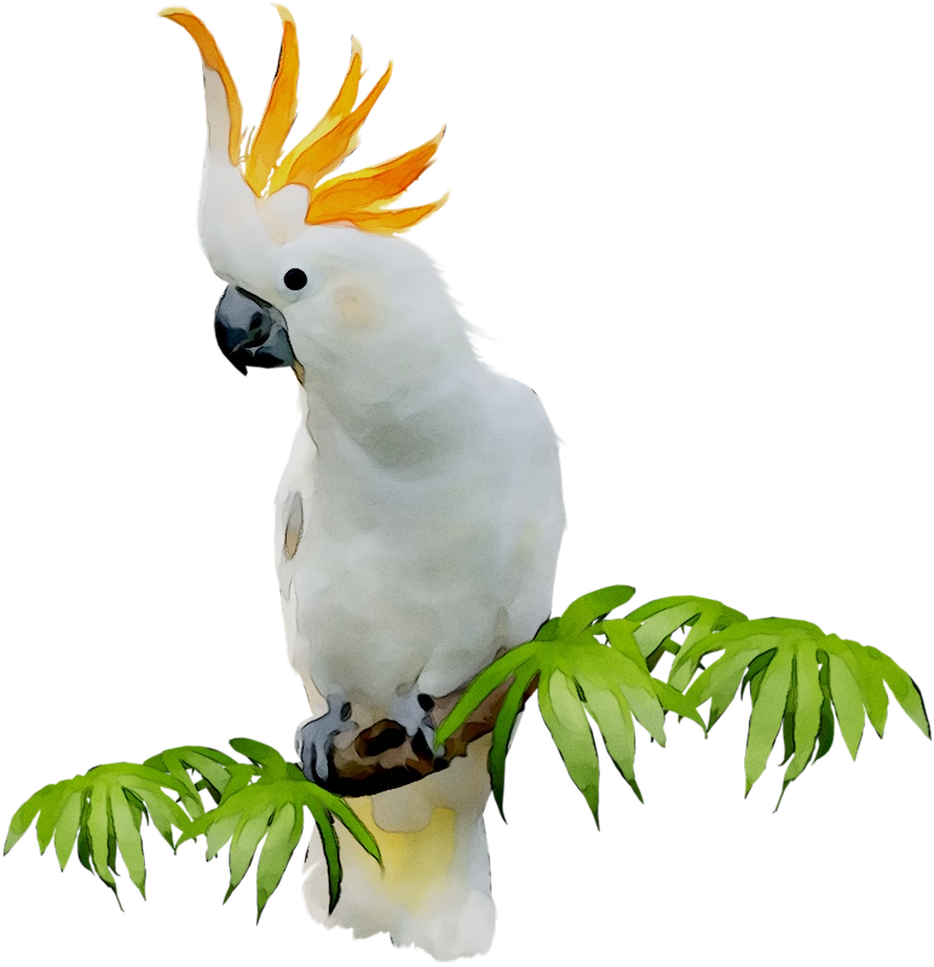 Sulphurcrested Cockatoo, Bird, Cockatoo Png Image With - Sulphur-crested Cockatoo Clipart (1239x997), Png Download