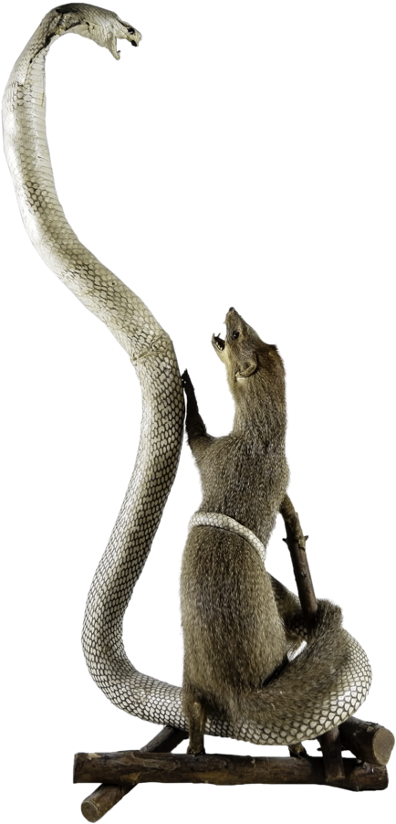 Indian Cobra Clipart (1000x1250), Png Download