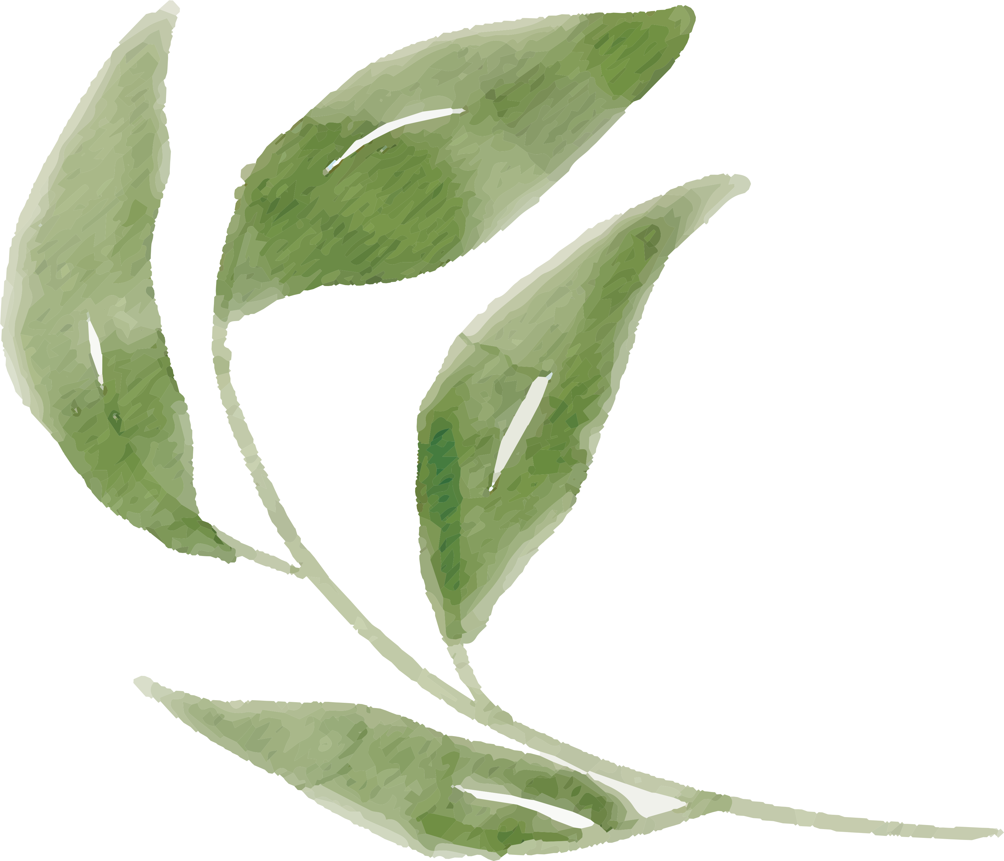 Free Watercolor Flower Images Peach Delight - Illustration Clipart (3600x3205), Png Download