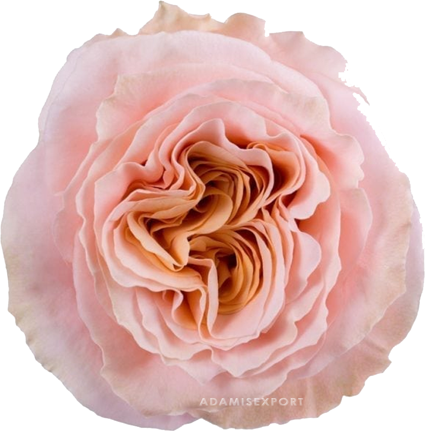 Shimmer Rose - Garden Rose Dream Catcher Clipart (1000x1000), Png Download