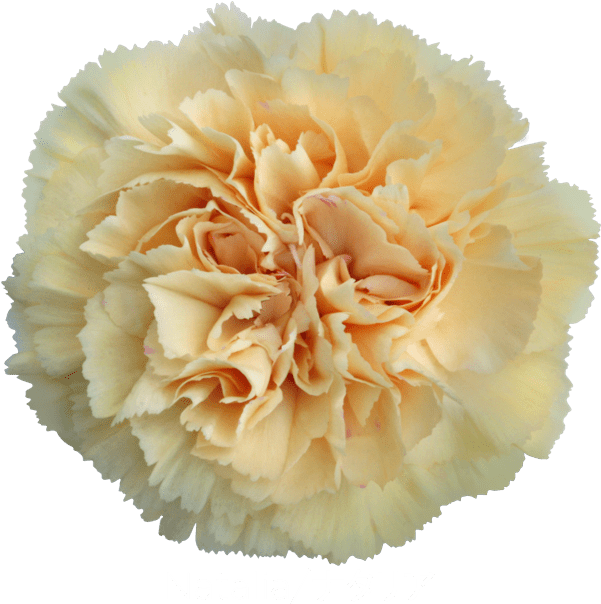 Colibri Flowers Carnation Natalia, Grower Of Carnations, - Carnation Clipart (600x628), Png Download