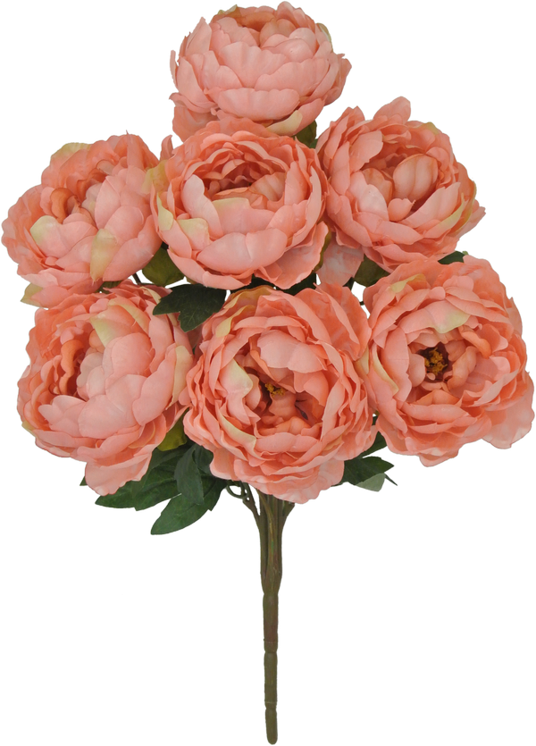 Rosa × Centifolia Clipart (600x835), Png Download
