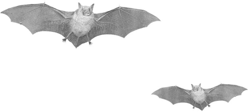 Flying Bats - Real Bats Png Clipart (999x799), Png Download