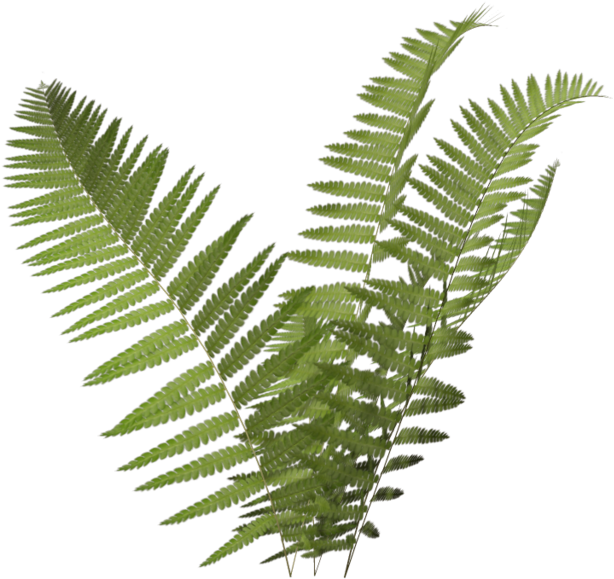 Fern Icon - Transparent Background Fern Clipart - Png Download - Large