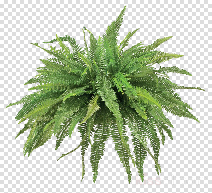 Plants Clipart Fern Vascular Plant Plants - Png Download - Large Size