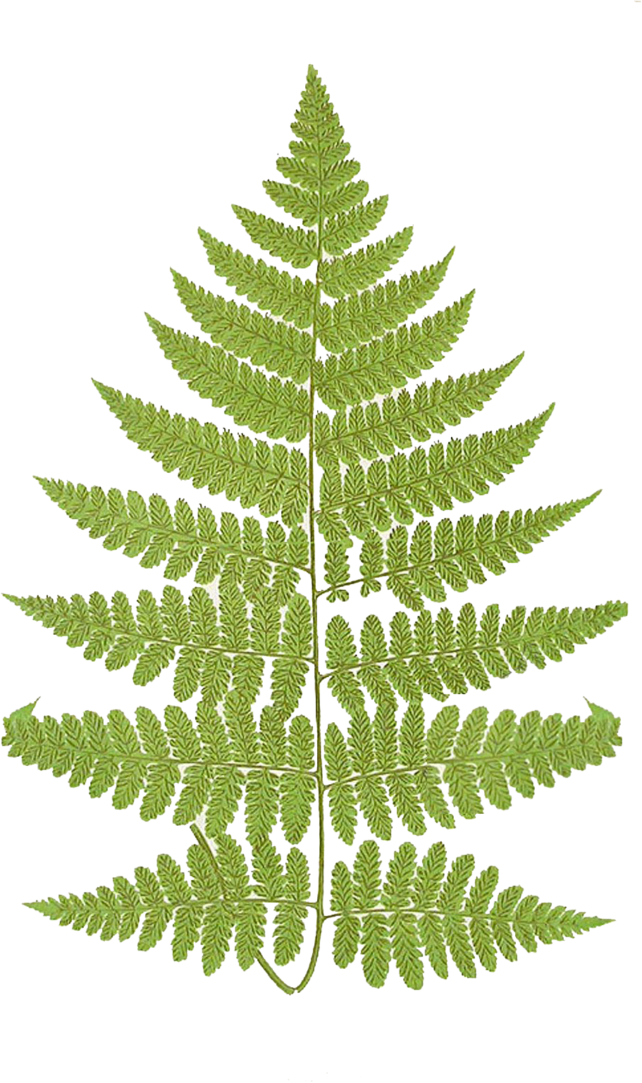 Fern Frond Free Png Image - Fern Frond Png Clipart (988x1600), Png Download