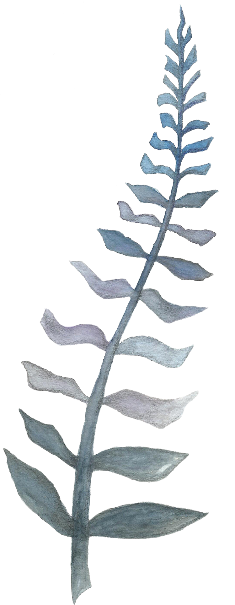 Contact Me - Fern Clipart (2000x2000), Png Download