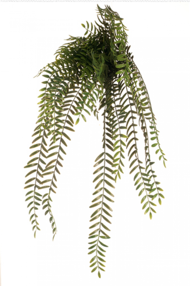 Png Hanging Bush Clipart (1000x1000), Png Download