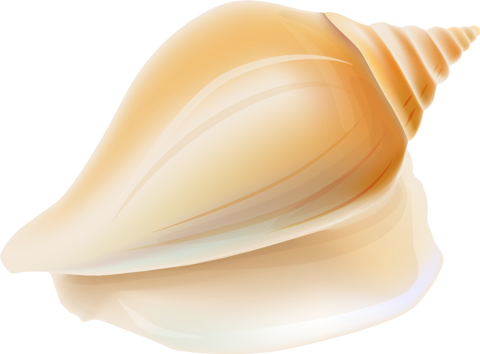 Transparent Seashell Png Clipart - Hawaiian Seashell Clipart (1708x1233), Png Download