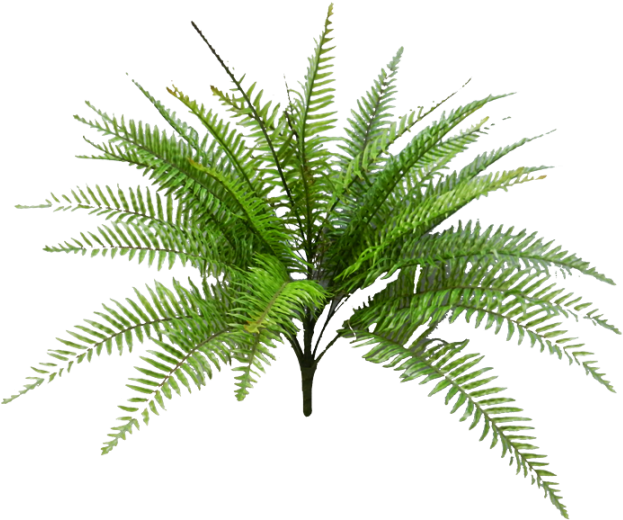 Tropical Fern Png Svg Black And White Download - Fern Palm Png Clipart (623x520), Png Download