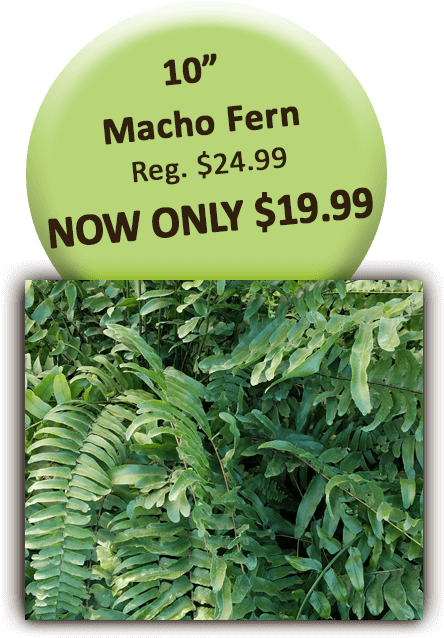 10in Macho Fern - Sign Clipart (504x720), Png Download