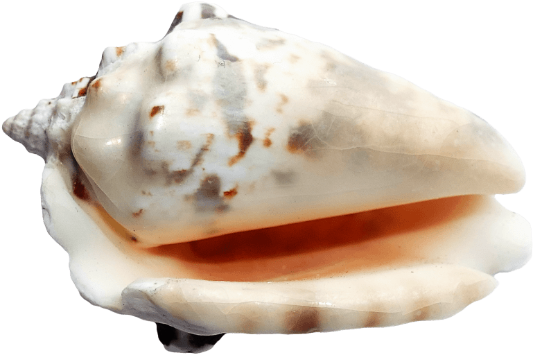 Free Png Download Ocean Sea Shell Png Images Background - Sea Shells Transparent Back Ground Clipart (850x589), Png Download