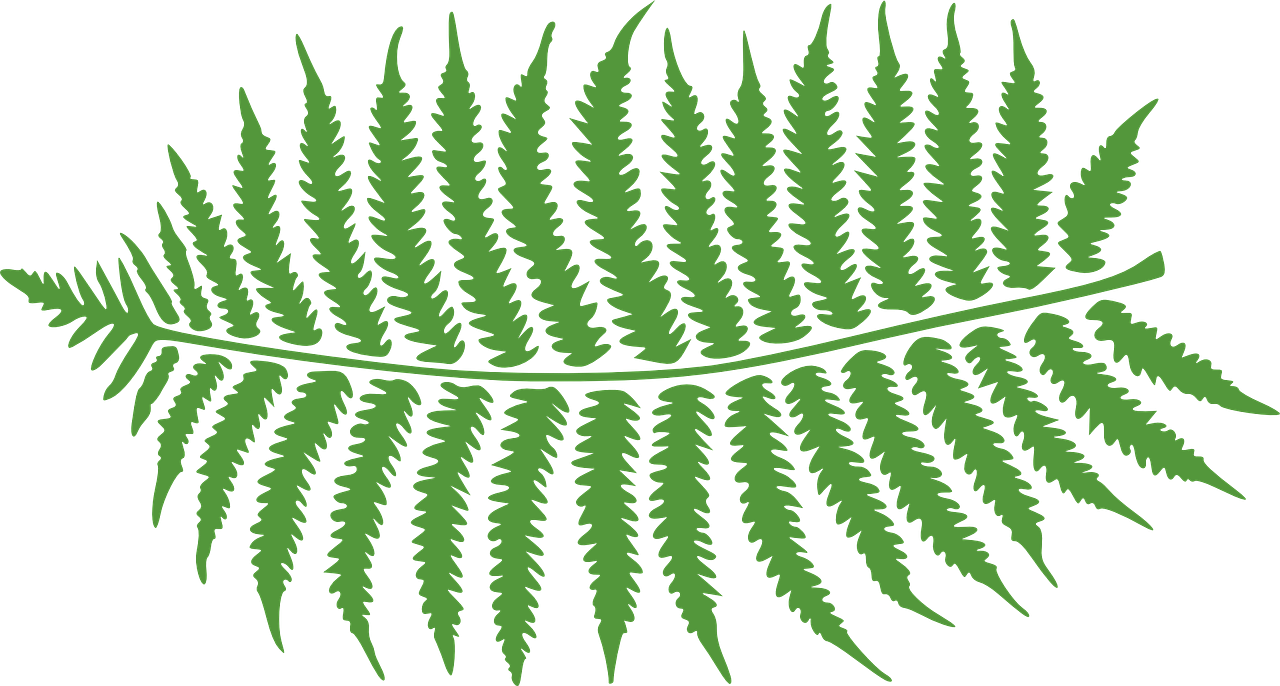 Bracken-297080 1280 - “ - Fern Clip Art - Png Download (1280x686), Png Download