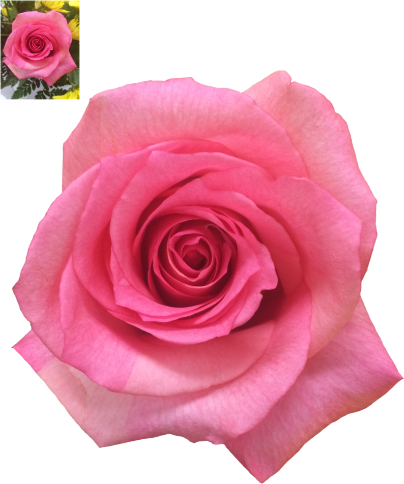Image Result For Transparent Pink Roses A - Rose Clipart (817x977), Png Download