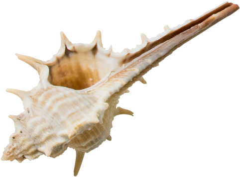 Decorative Seashell - Fish Clipart (866x650), Png Download