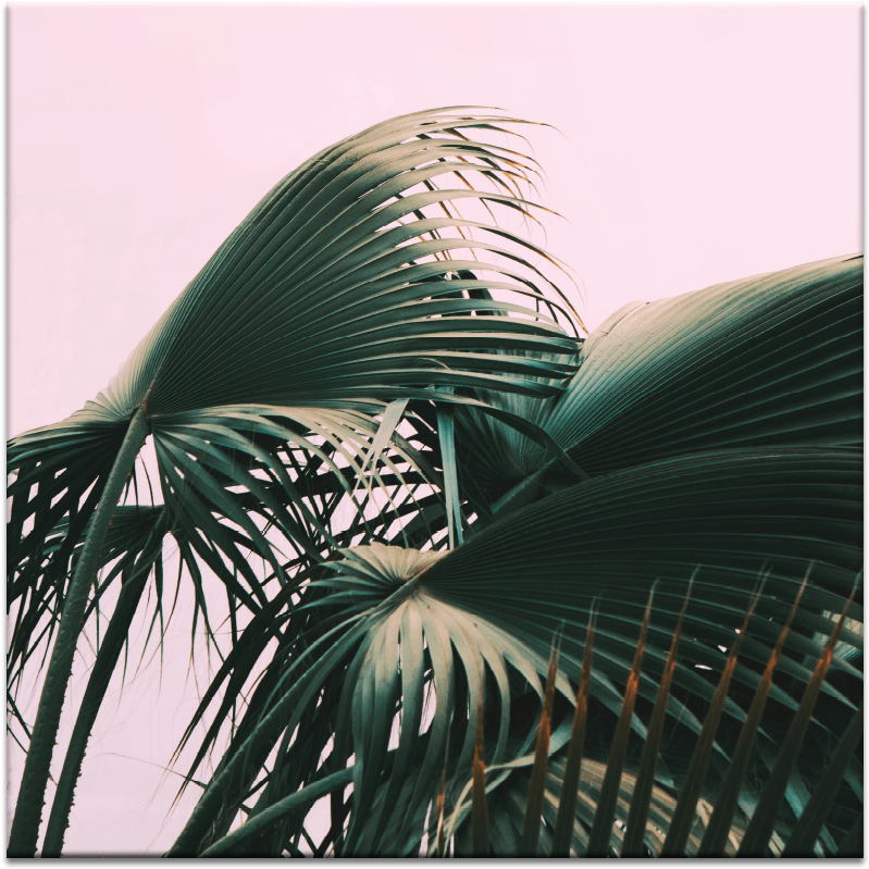 Fern - Painting Clipart (900x900), Png Download