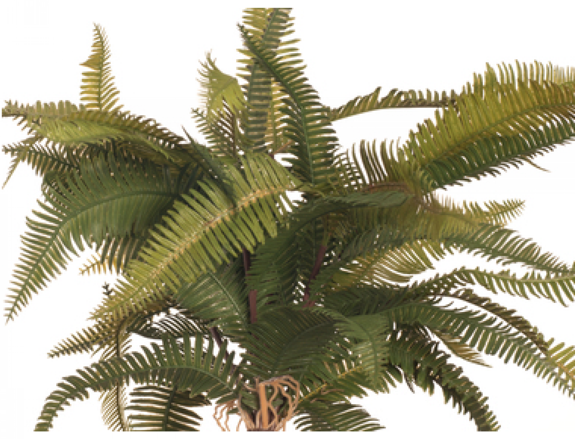 Jpg Library Stock Fern Transparent Mountain - Roystonea Clipart (2000x2000), Png Download