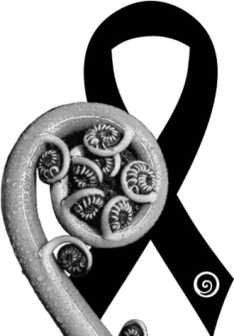 Free Png Download Koru Fern New Zealand Png Images - Koru Fern New Zealand Clipart (480x689), Png Download