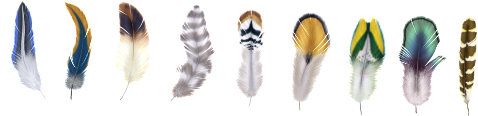 9 Beautiful Feather Png Icons - Macro Photography Clipart (1024x413), Png Download