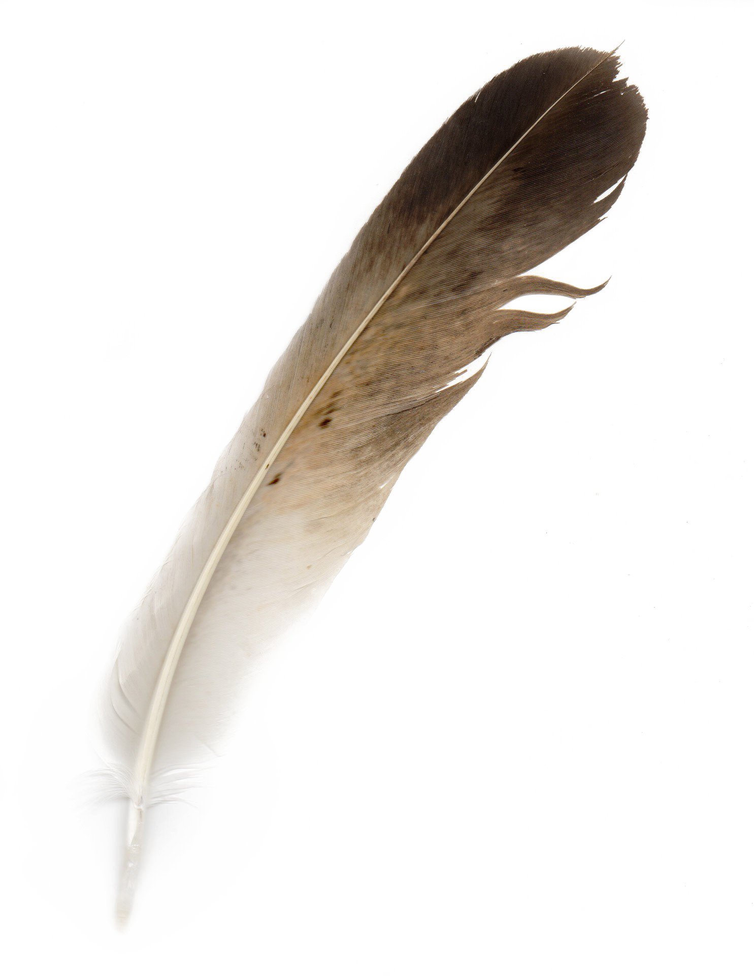 Bird Feather Clipart (1485x1920), Png Download