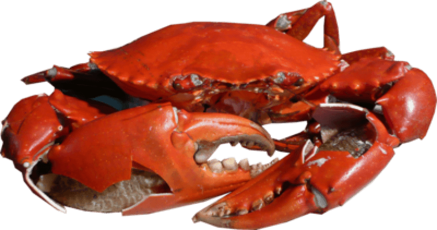 Free Png Download Crab Png Images Background Png Images - Crab Png Clipart (850x449), Png Download