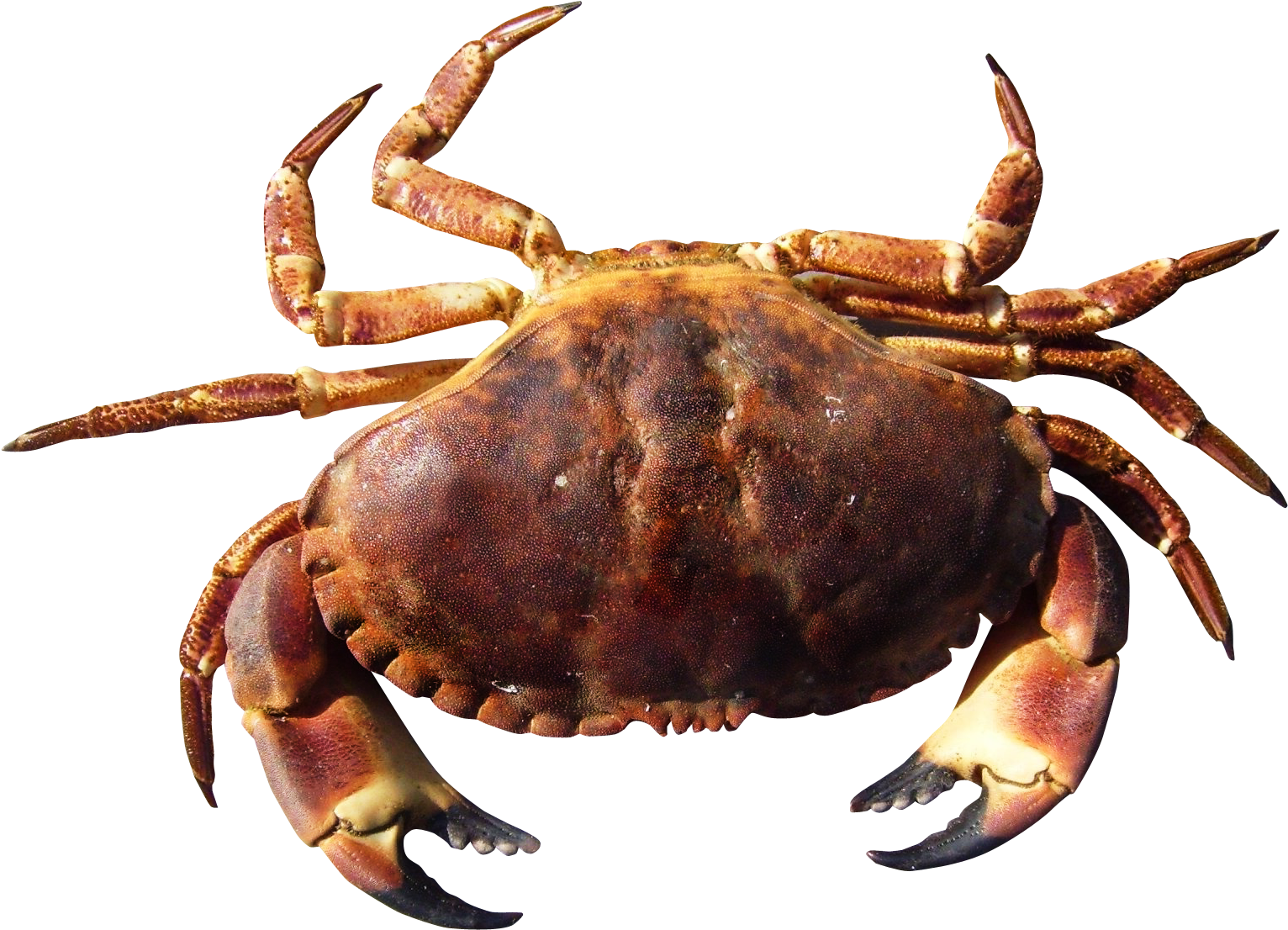 Crab - Crab Hd Clipart (1687x1266), Png Download