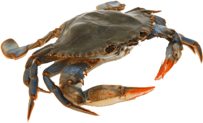 Free Png Crab Png Images Transparent - Crab Png Clipart (850x643), Png Download