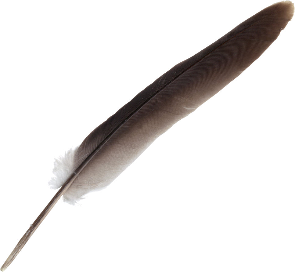 Free Download - Feather Clipart (967x891), Png Download