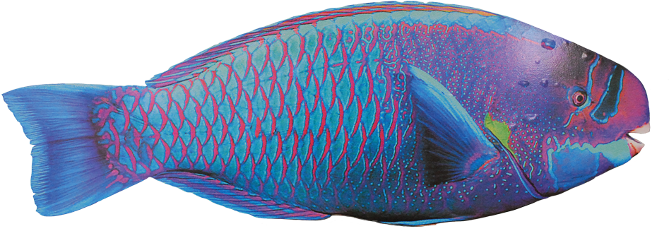 Uhu Sticker - Okra Peji Clipart (1000x600), Png Download