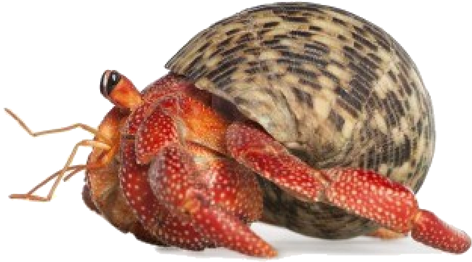 Download Crab Transparent Png - Hermit Crab Transparent Background Clipart (1200x690), Png Download