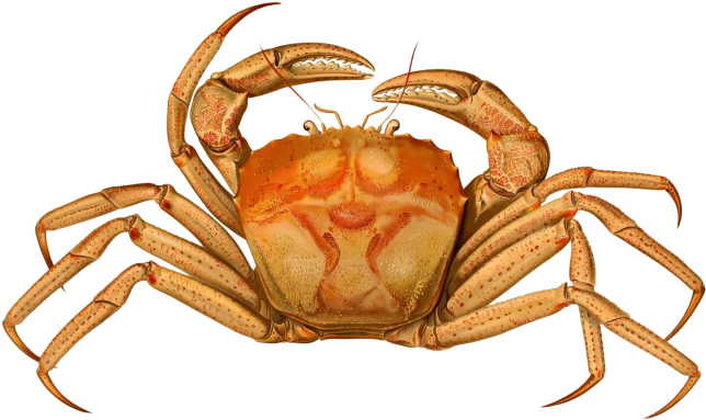 Crab - Brachyura Crab Clipart (866x650), Png Download