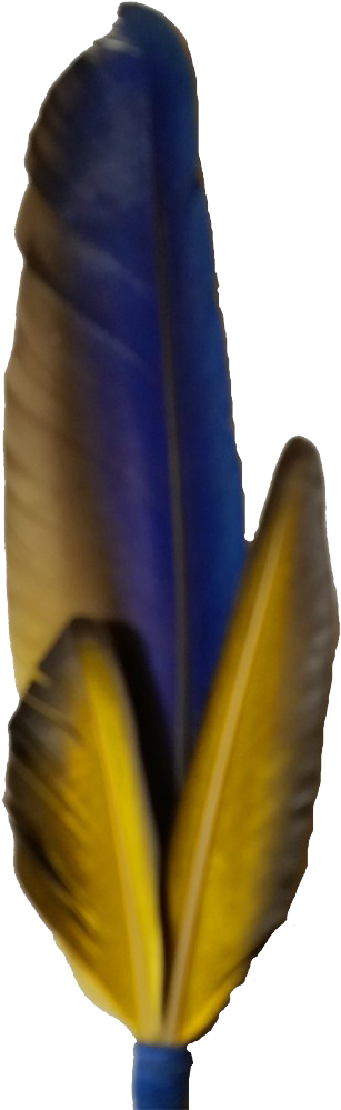 Macaw Feather Png Photo - Macaw Feather Png Clipart (1000x1000), Png Download