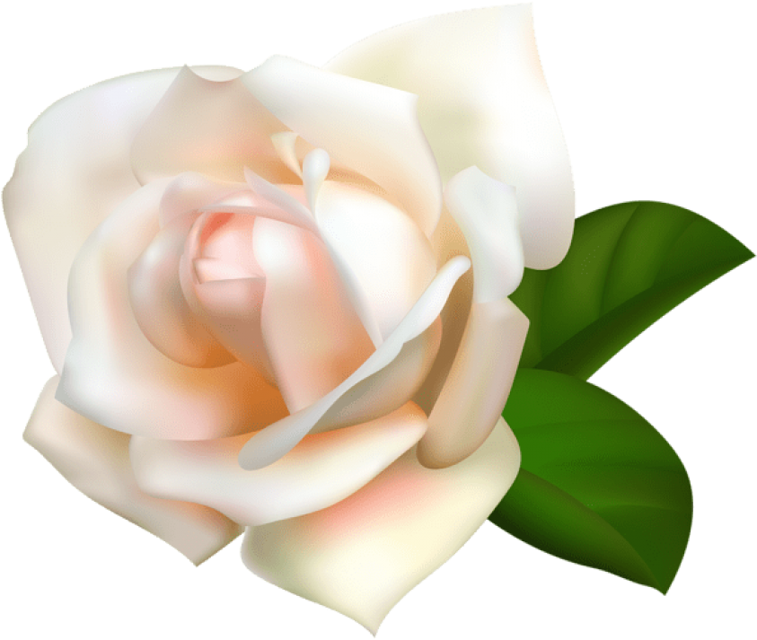 Free Png Download White Rose Png Images Background - Rosas Amarilla Png Sin Fondo Clipart (850x716), Png Download