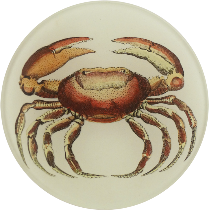 Rock Crab Clipart (800x800), Png Download