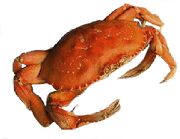 Crab Transparent Background Clipart (640x480), Png Download