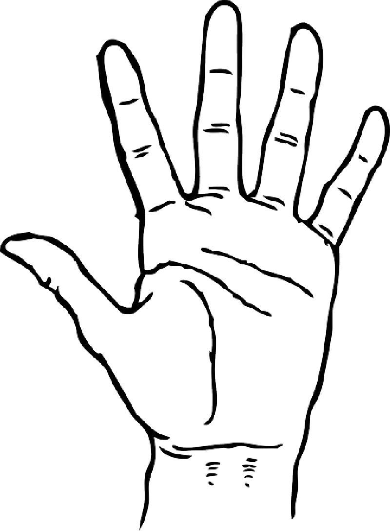 Black, Icon, Left, Right, Outline, Hand, Drawing, Open - Hand Clipart Black And White - Png Download (800x1087), Png Download
